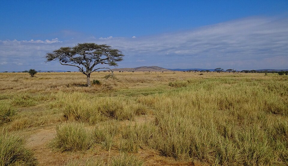 African Safari
