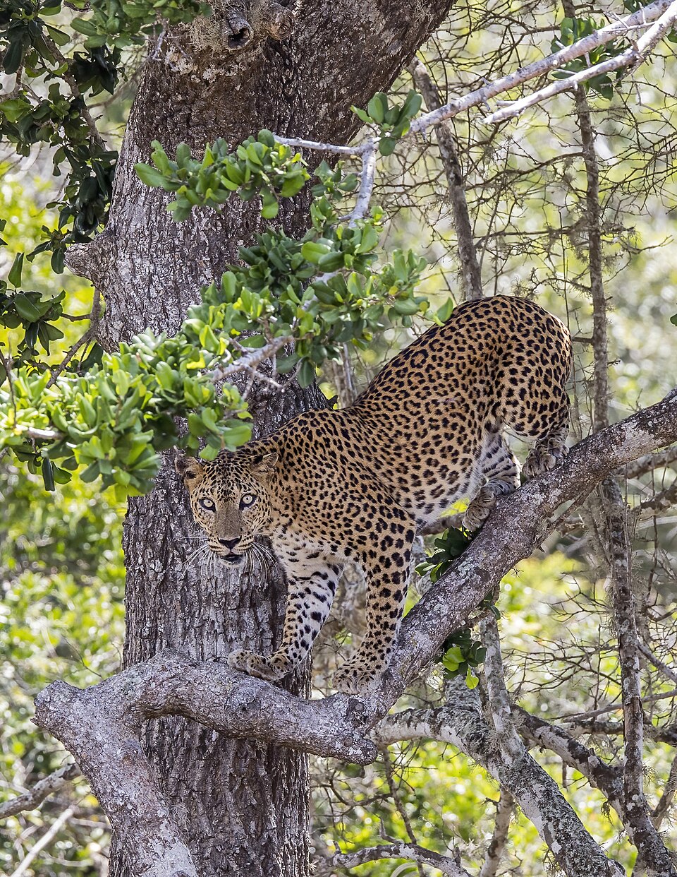 Leopard