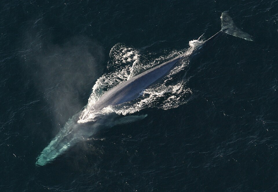 Marine Life
